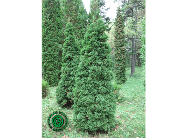 Thuja occidentalis   'Dumosa'